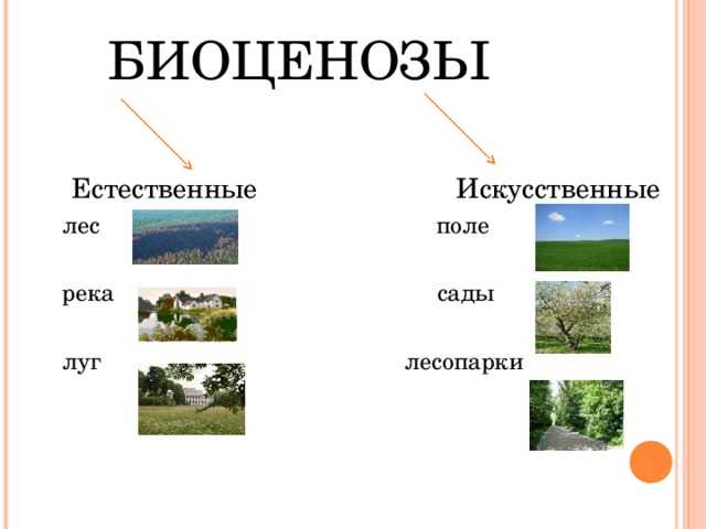 Структура биоценоза - видовое разнообразие, примеры структур