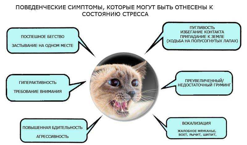 Внезапное проявление агрессии у кошки. в чем причина и как с этим бороться?