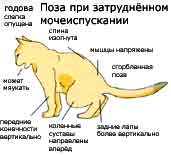 У кота сильно пахнет моча: почему и что делать, будет ли запах таким вонючим, если его кастрировать?_ | wwwcat.ru