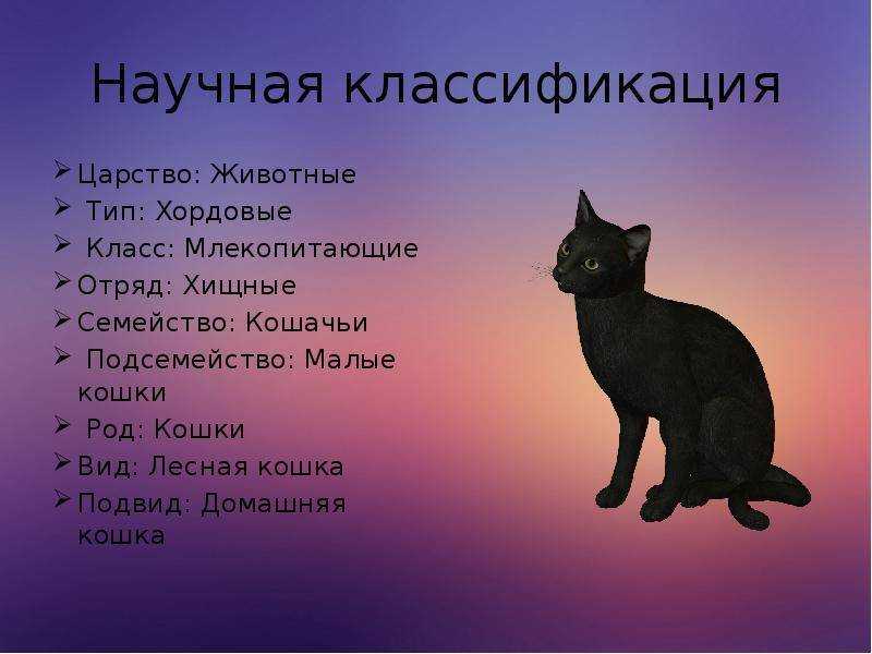 Имена для собак со значением