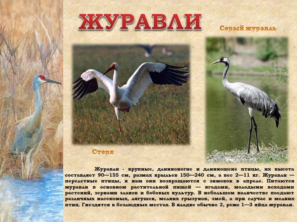 Eurobirdwatch - россия | списки видов | рязанская область