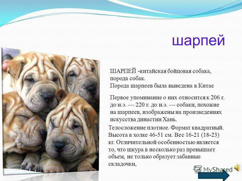 Обзор популярных метисов шарпея: описание внешнего вида и особенностей