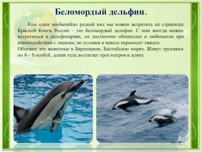 краткое описание беломордого дельфина из Красной Книги России Интересные сайты Где живет беломордый дельфин