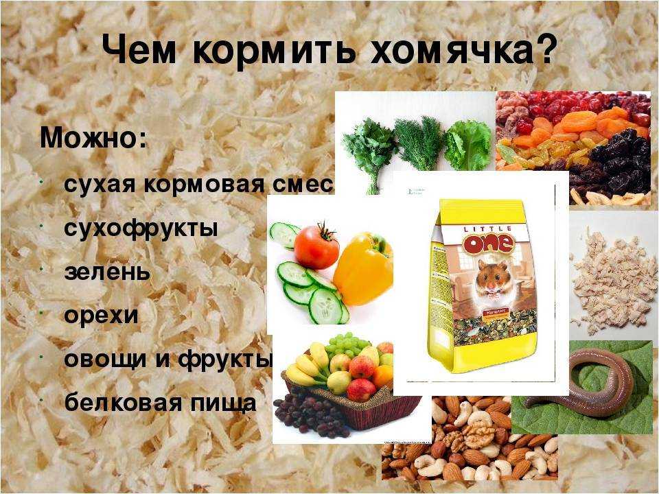 Чем кормить сирийского хомяка в домашних условиях, чего нельзя и что можно давать