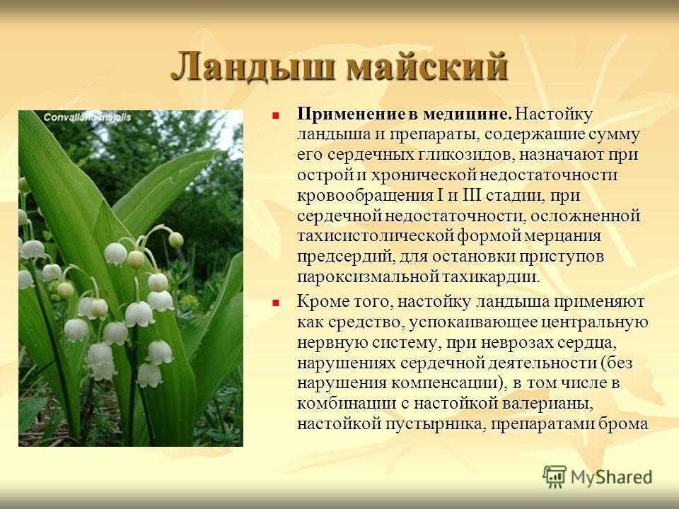 Какого цвета ландыш: фото, описание и паспорт растения, интересные факты и характеристика для сообщения и доклада о семействе лилейных