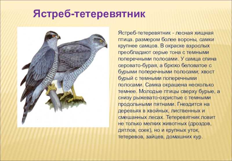 какие птицы водятся в Самарской области Фото птиц с названиями и описанием Хищные, перелетные, лесные, зимующие и водоплавающие птицы Самарской области