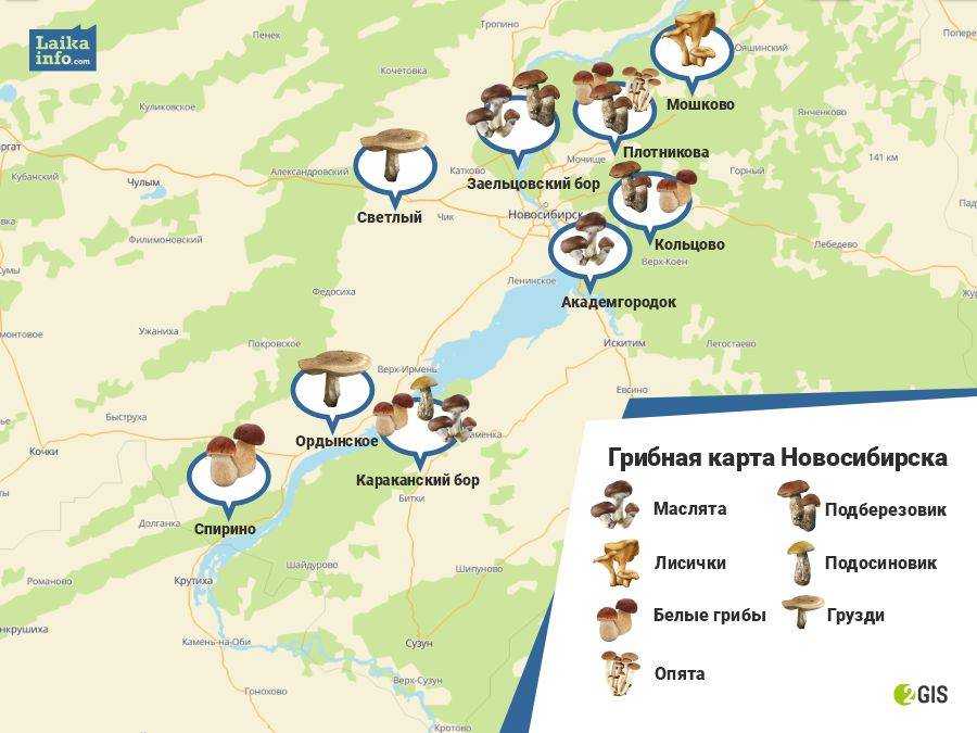 Всё дело в шляпке: карта грибных мест краснодарского края – моя околица