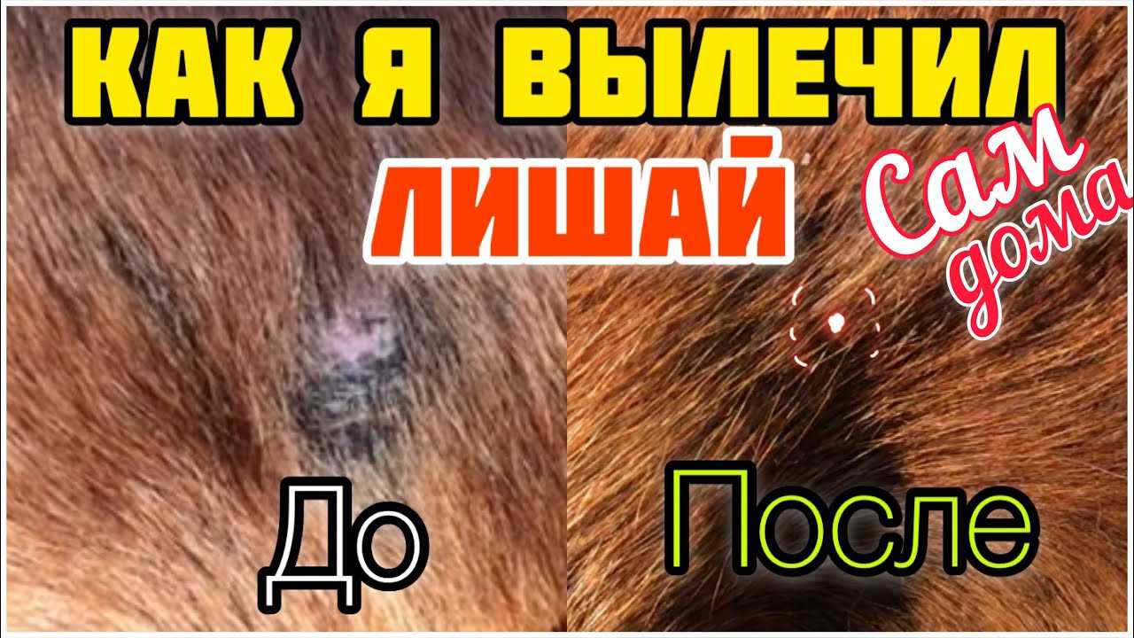 Лишай у собаки: чем и как лечится | блог ветклиники "беланта"