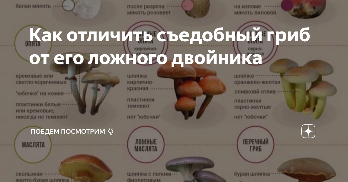 Съедобные и несъедобные грибы: как определить ядовитость