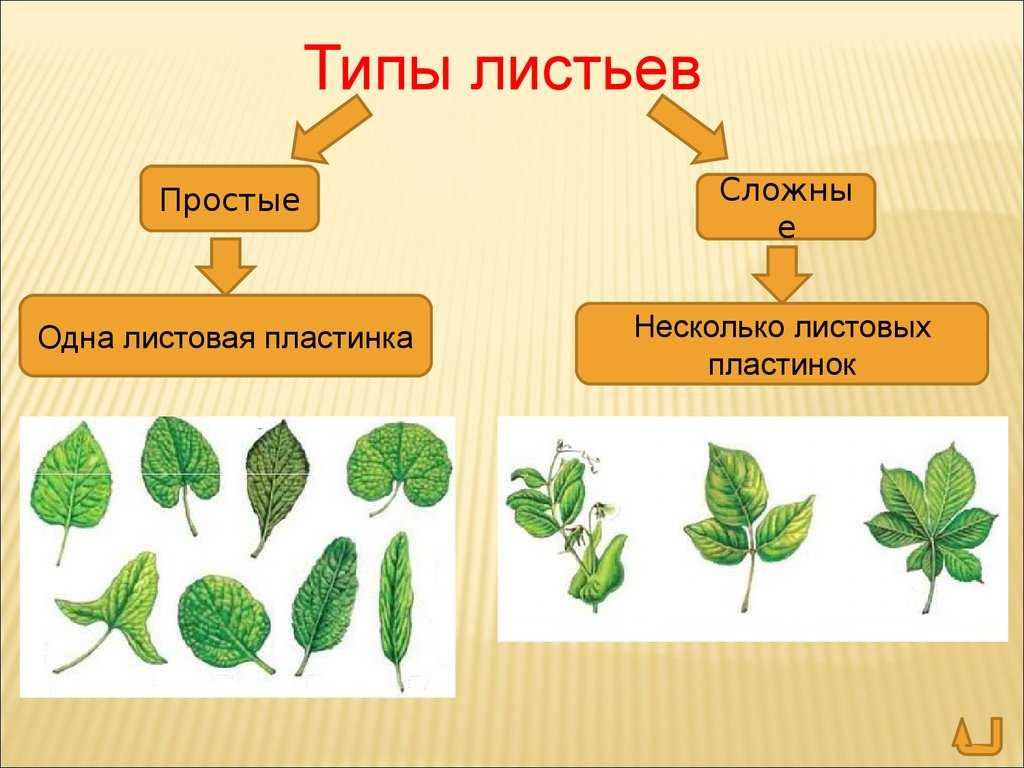 Чс природного характера: виды и классификация