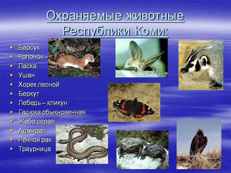 Красная книга республики коми - красные книги северо-западного федерального округа | некоммерческий учебно-познавательный интернет-портал зоогалактика