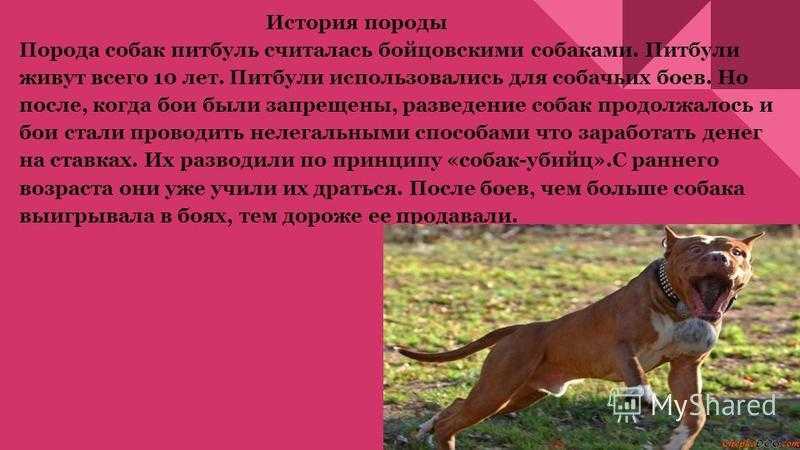 Породы собак с крысиной мордой: названия, характер, фото