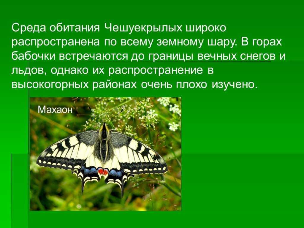 Бабочка махаон: описание насекомого и его основных подвидов