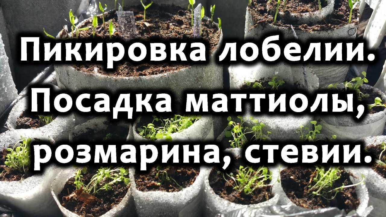 Стевия - вред и польза, сто такое натуральный сахарозаменитель.
