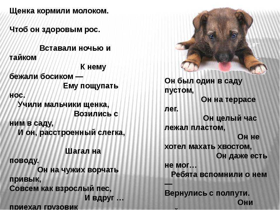 Чем кормить кормящую собаку шпиц чтобы было молоко