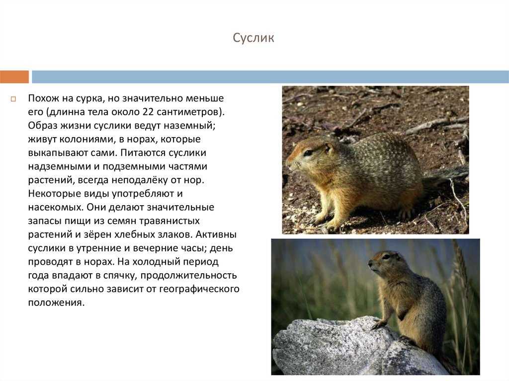 Животное суслик: интересные факты, фото, размеры, повадки, окрас, породы и виды