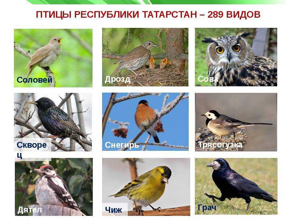 какие хищные птицы обитают в Поволжье Список хищных птиц Среднего Поволжья с фото и названиями Доклад и презентация