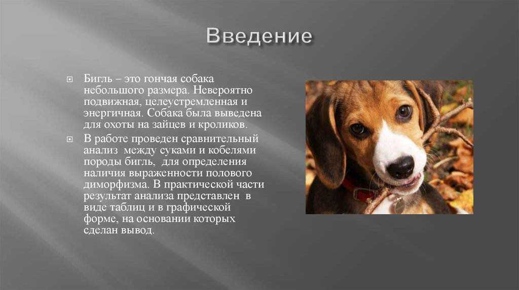 Щенок бигля — особенности содержания и ухода от 1 месяца до года