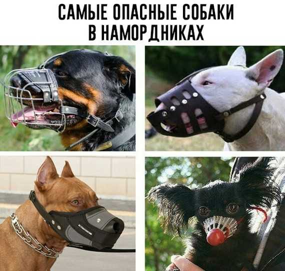 Как приучить собаку к наморднику