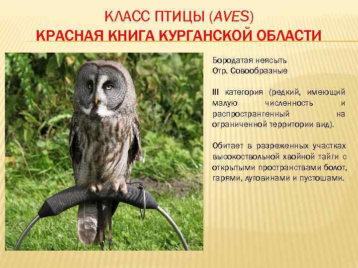 Список птиц, занесённых в красную книгу курганской области