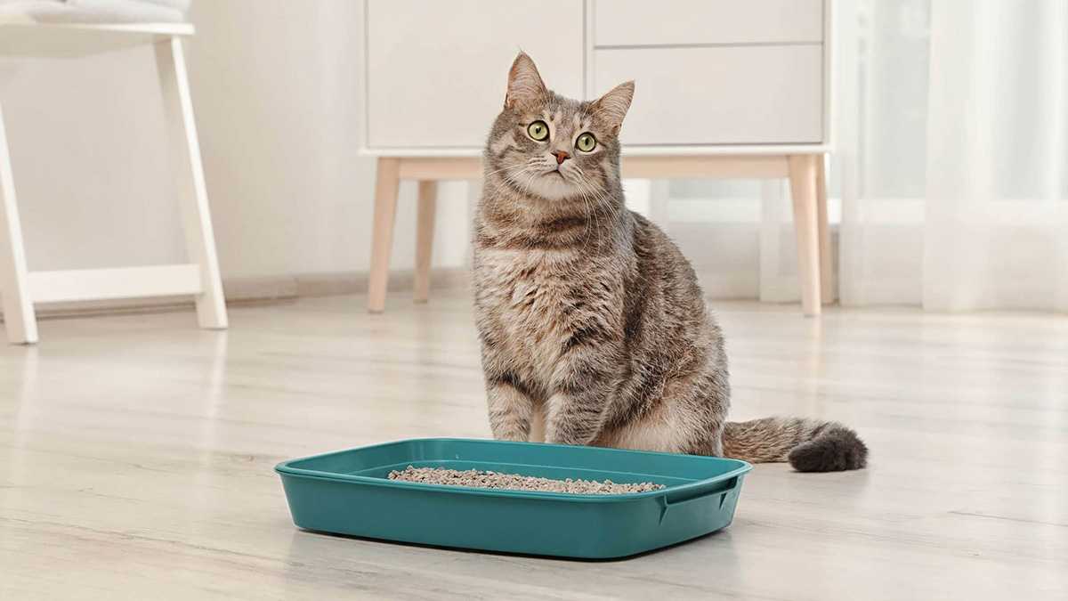 Как отучить кота гадить в неположенном месте — лучшие способы