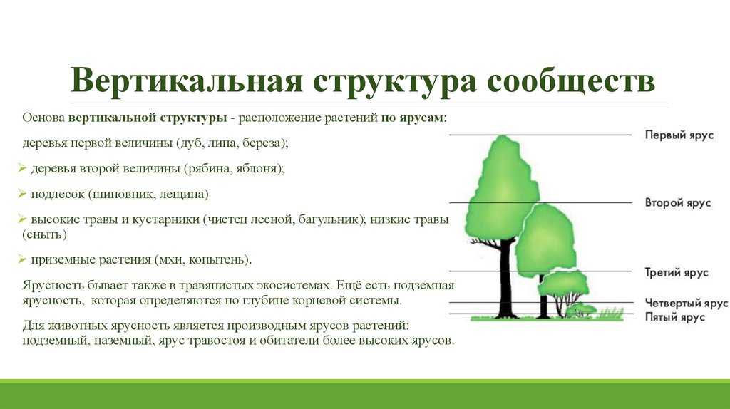 Природная зона смешанных и широколиственных лесов