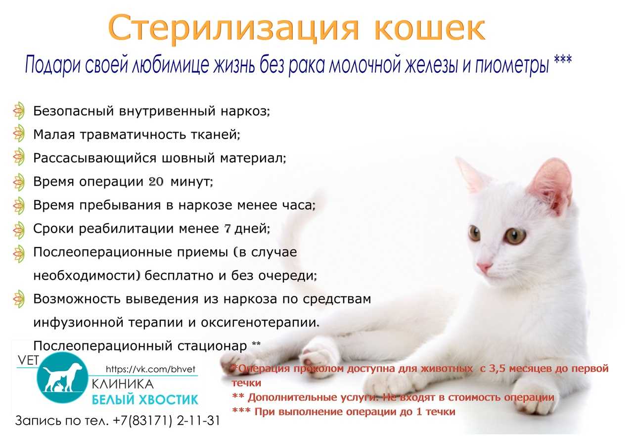 Кастрация котов и стерилизация кошек: все аргументы "за" и "против" | блог ветклиники "беланта"