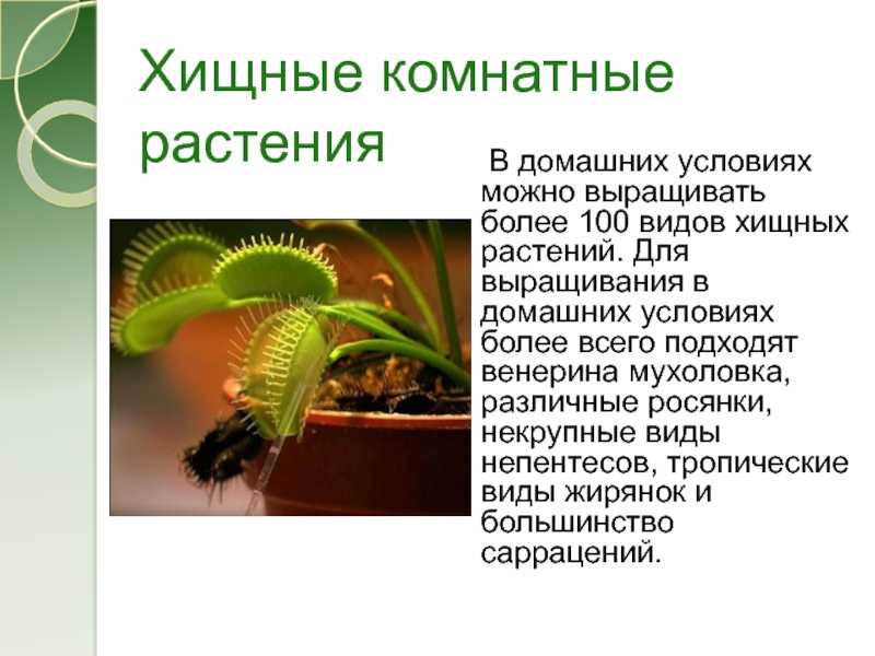 Хищные растения: список растений хищников с фото