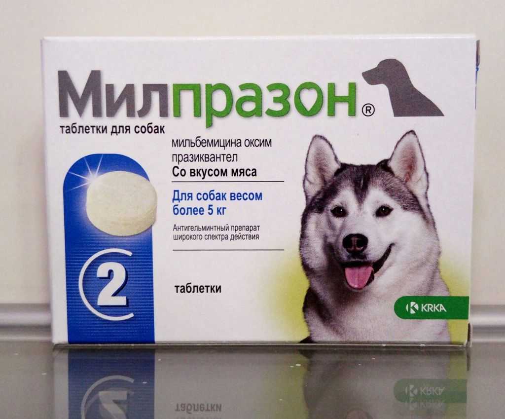 Как давать кошке лактоферон