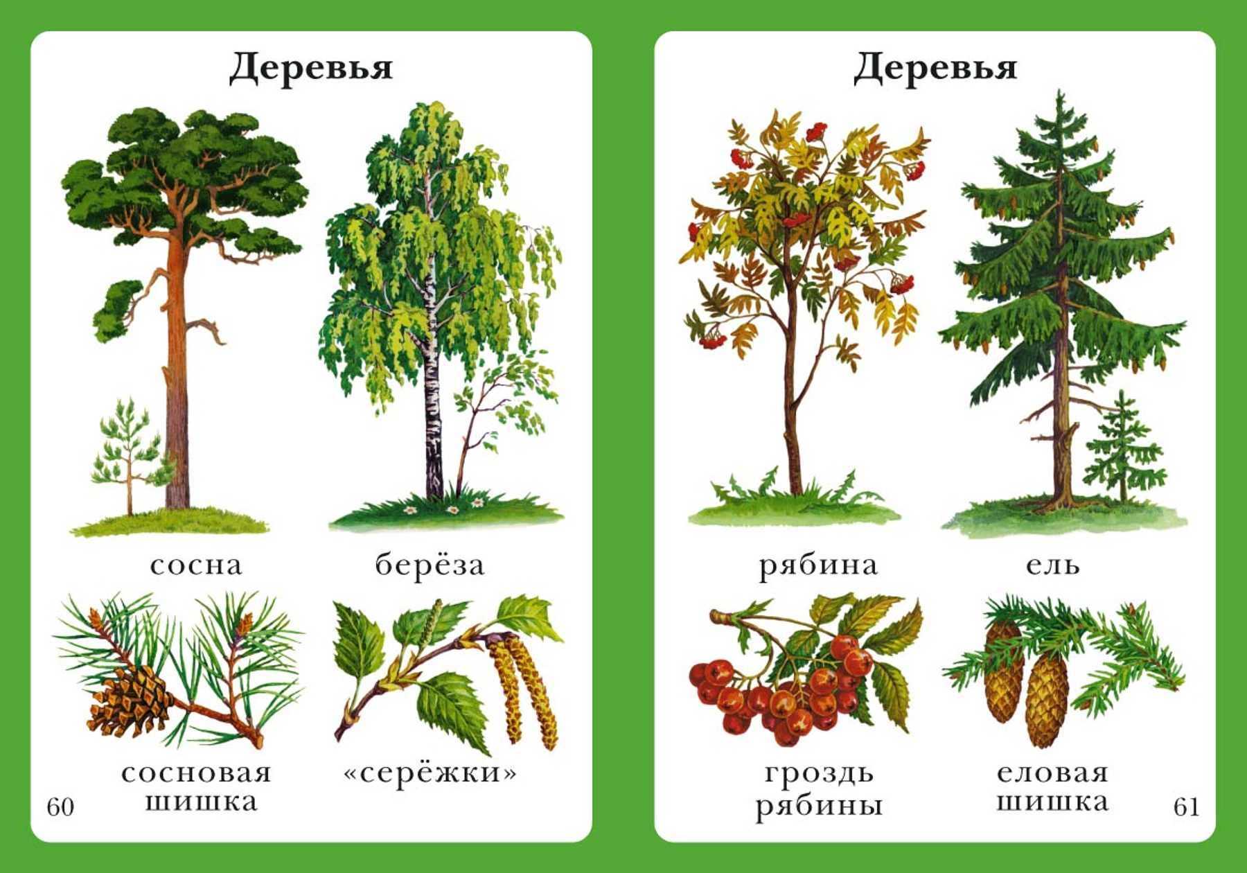 Леса
, том 1 @ национальный атлас россии