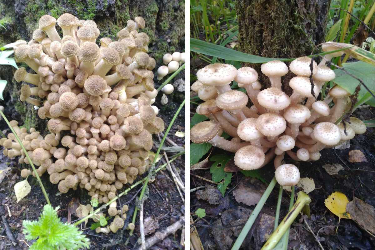 Опенок толстоногий: фото и описание осеннего съедобного гриба armillaria lutea