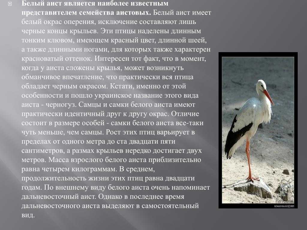 Дальневосточный аист: 15 интересных фактов, 20 фото, видео