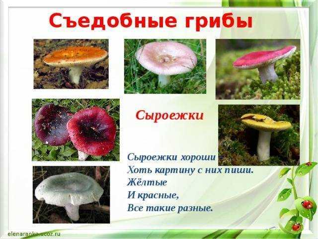 Сыроежка - 80 фото как быстро отличить съедобный гриб от горького