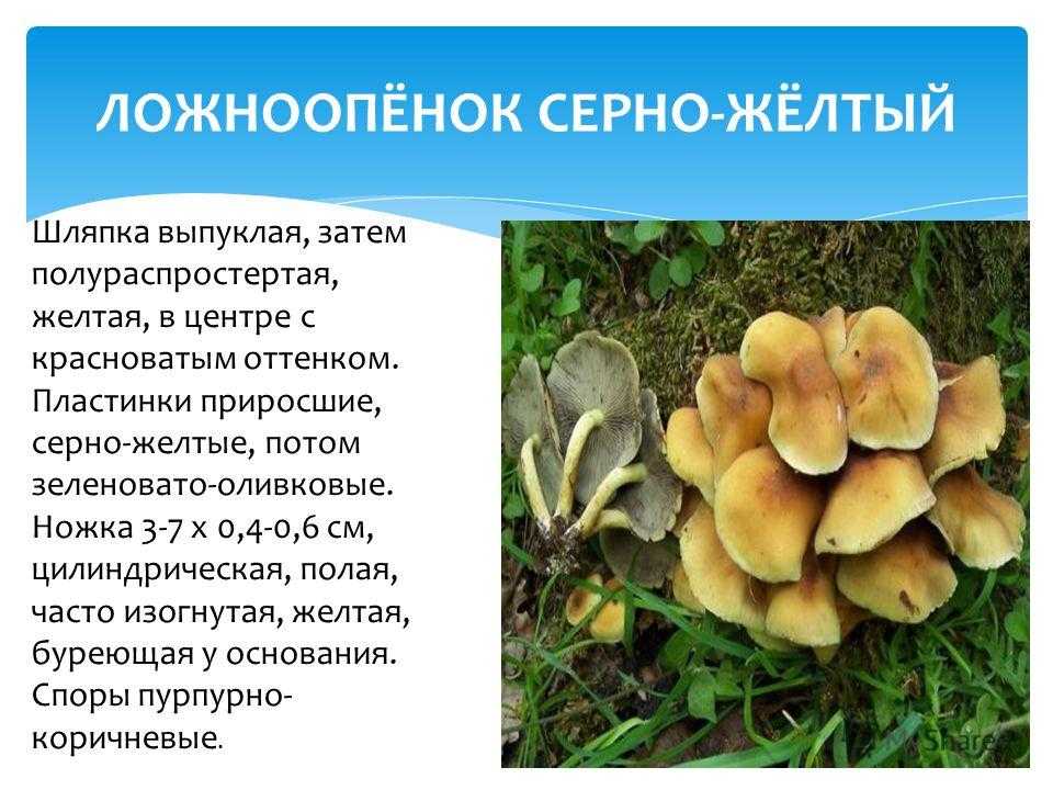 Ядовитые грибы похожие на опята: разница и отличия (+27 фото). как выглядят ложные опята: описание, произрастание, степень опасности