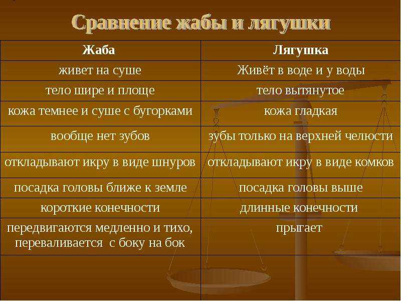 Как отличить лягушку от жабы - wikihow