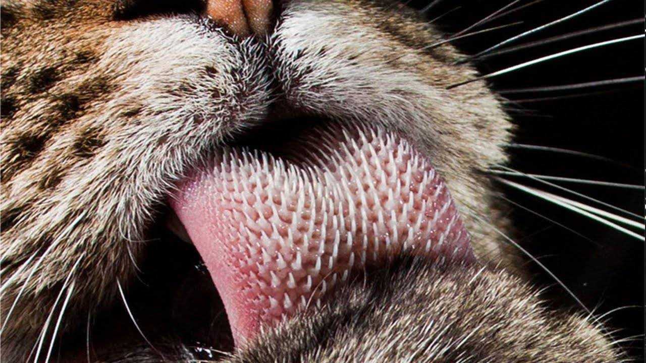Шершавый язык у кошки