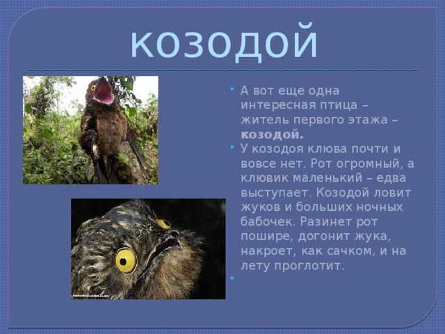 Козодой птица. описание, особенности, образ жизни и среда обитания козодоя