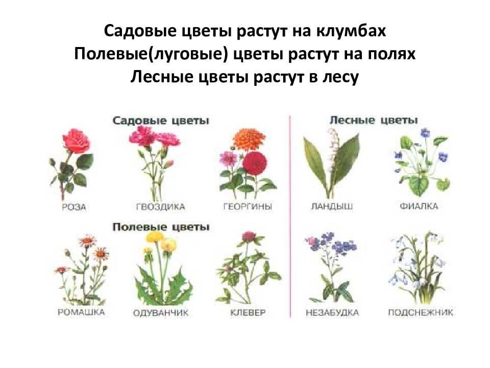 Растения арктической пустыни - разнообразие и характеристика