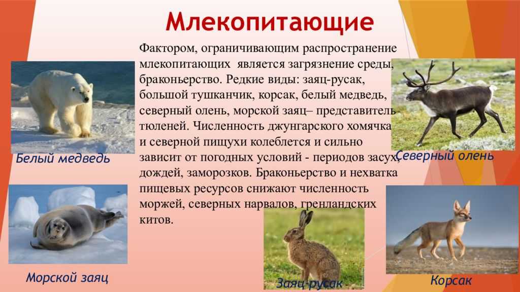 Красная книга тюменской области презентация, доклад