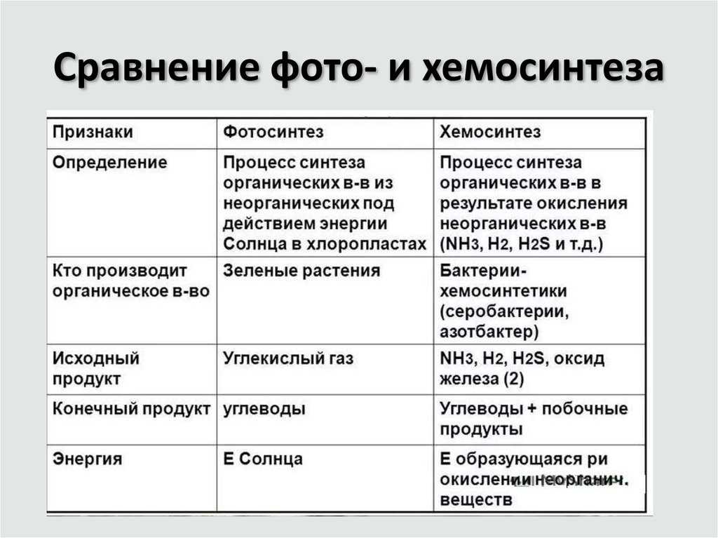 Хемосинтез: что это в биологии, описание процесса, для каких бактерий, отличие от фотосинтеза