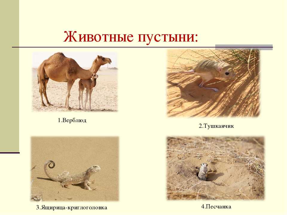 Животные пустыни сахара | joinfor.ru