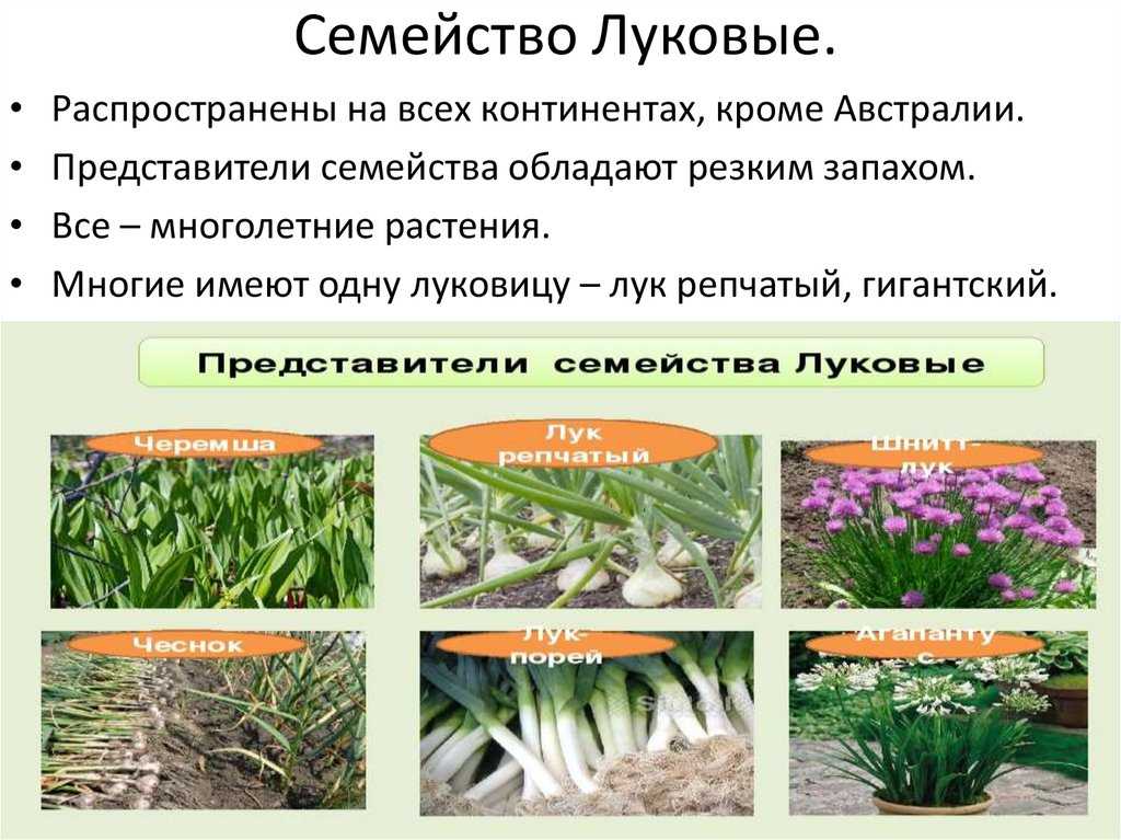 Луковая шелуха: польза и вред для организма, лечение от 100 болезней в народной медицине, лечебные свойства и противопоказания