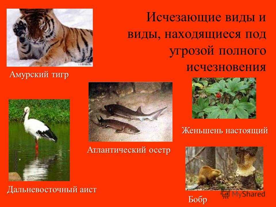 Красная книга российской федерации. редкие виды насекомых фгбу южно-уральский государственный природный заповедник.