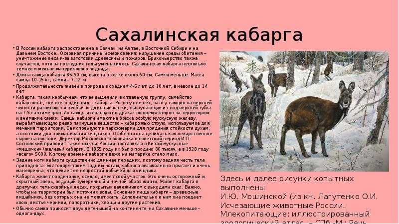 Редкие животные байкала — кабарга - добрый иркутск