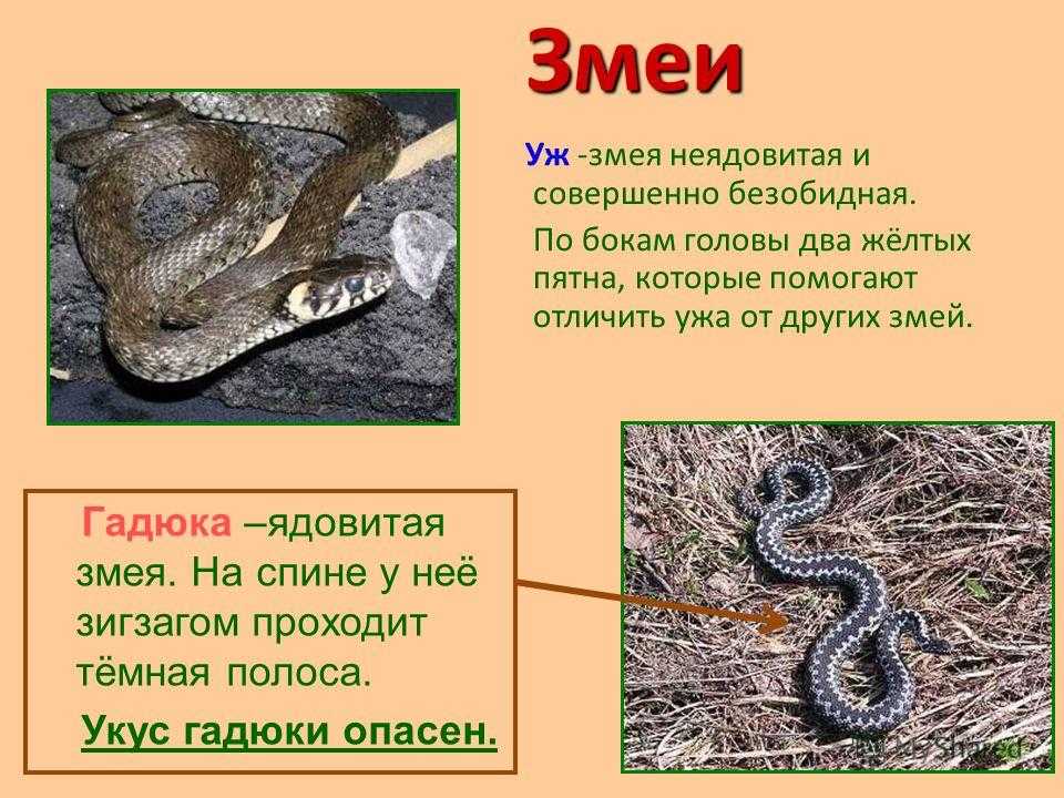 Как выбрать имя для змеи? - staralien.ru