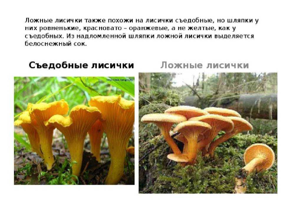 Ложные лисички: описание, где растут, стоит ли собирать