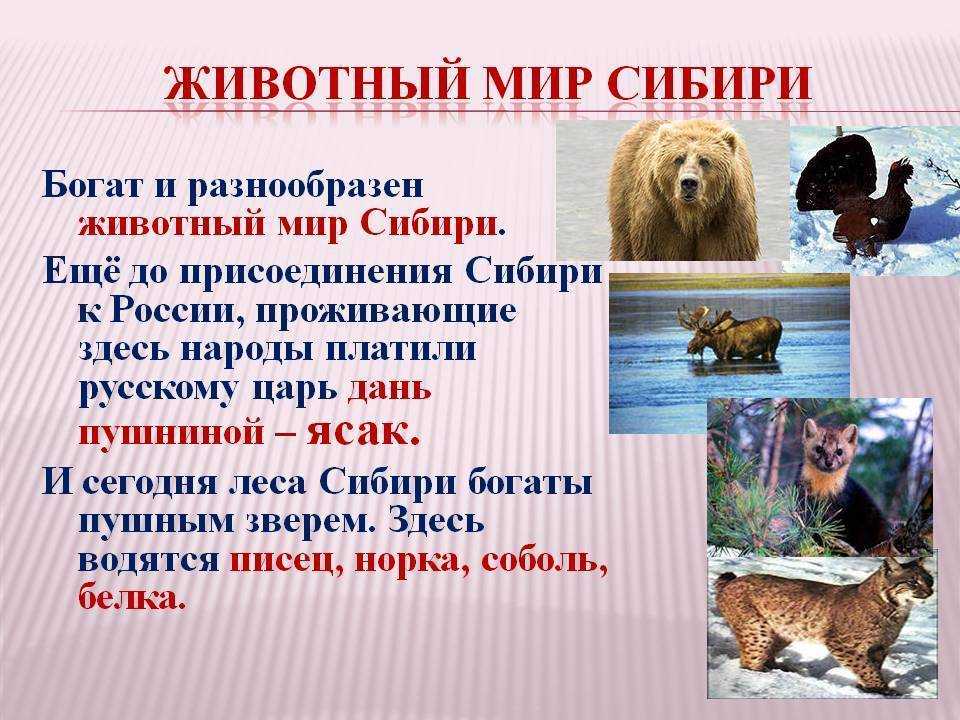 Птицы ивановской области фото с названиями и текстом про них