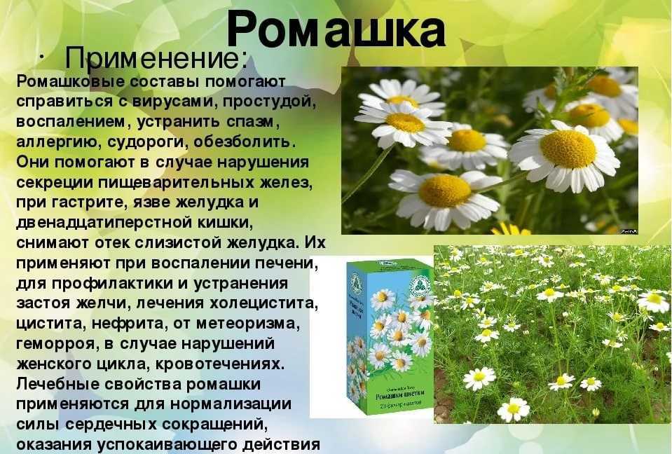 Ромашка аптечная - лечебные свойства, применение и фото ромашки аптечной.