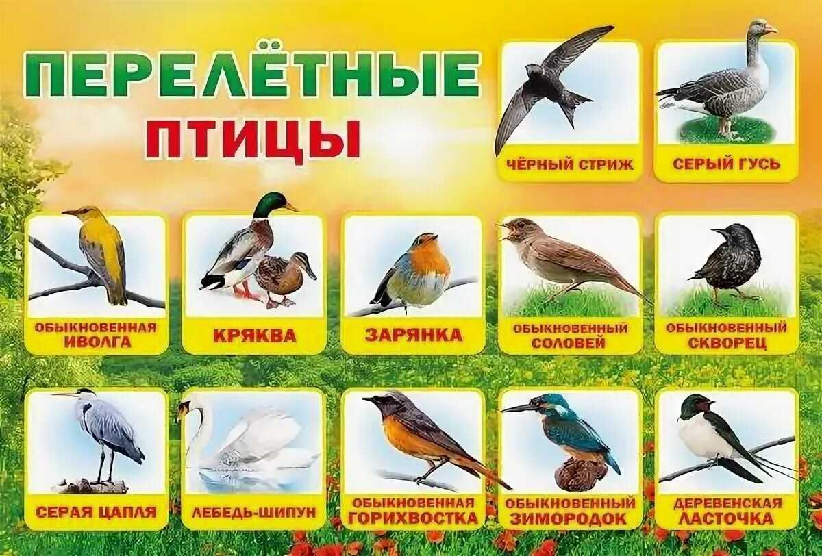 Окружающий мир 1 класс. зимующие птицы