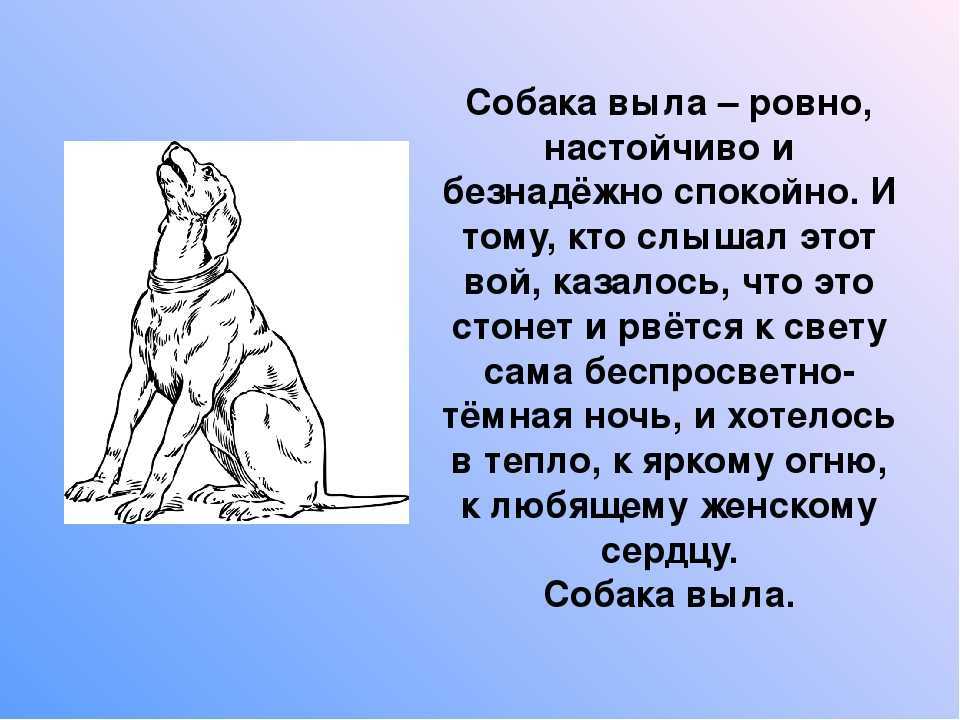 Как отучить собаку скулить, если это происходит: во сне, на улице, после еды или без причины